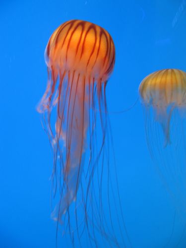 Meduza