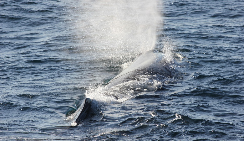 Czy Moby Dick mógł istnieć naprawdę?