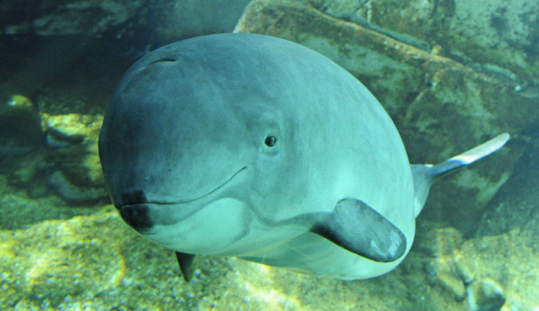 Uparty morświn uratowany