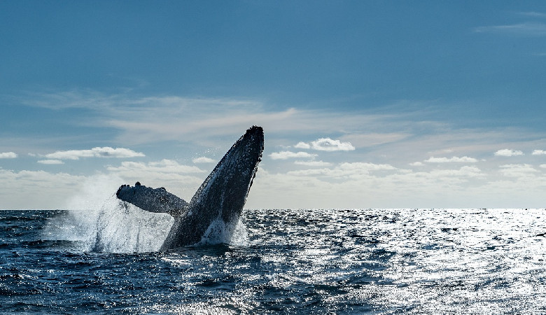 ONZ będzie chronić 60% „niczyjego” oceanu