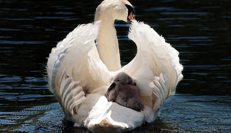 Myśliwi zastrzelili chronione łabędzie. Pomylili je z…