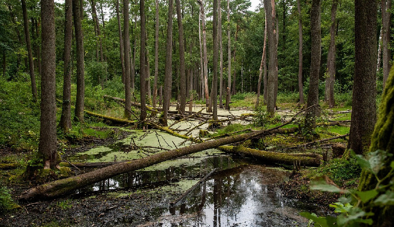 Litwa odbuduje obronne bagna na granicach
