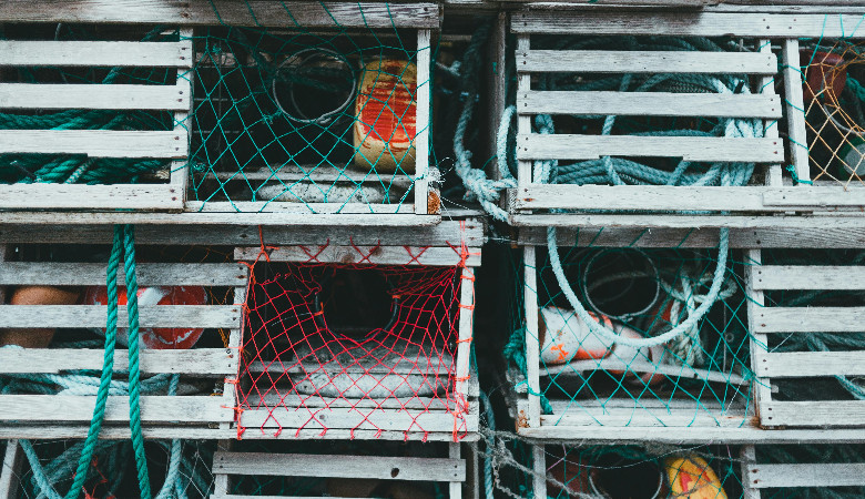 Piegowaty homar i jego historia z happy endem