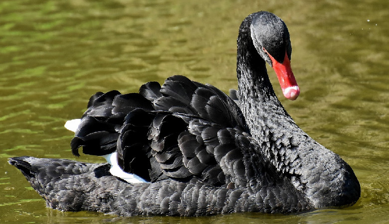 Łabędź-rasista deportowany z miasta