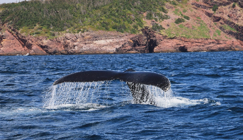 Makaronezja - powstanie nowe, największe dotąd sanktuarium wielorybów