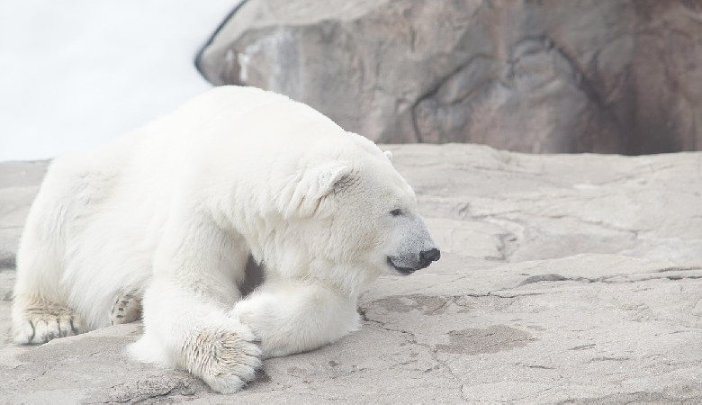 Miś polarny jest szefem kuchni