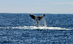 Czy Moby Dick mógł istnieć naprawdę?