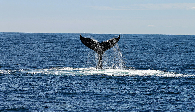 Czy Moby Dick mógł istnieć naprawdę?