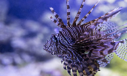 Nie możesz z czymś wygrać? Zjedz to!