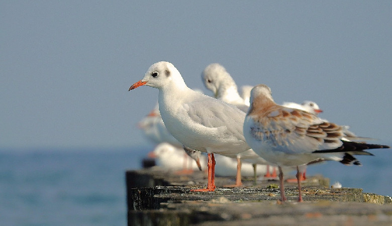 Niemieccy specjaliści: trwa ocieplanie Bałtyku