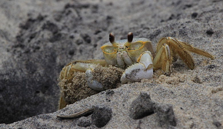 Irlandzka krab story…