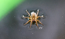 Statek, który nigdy nie zatonie