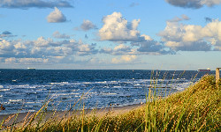 Martwe ptaki na plaży w Trójmieście